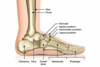 Types of 5th Metatarsal Fractures